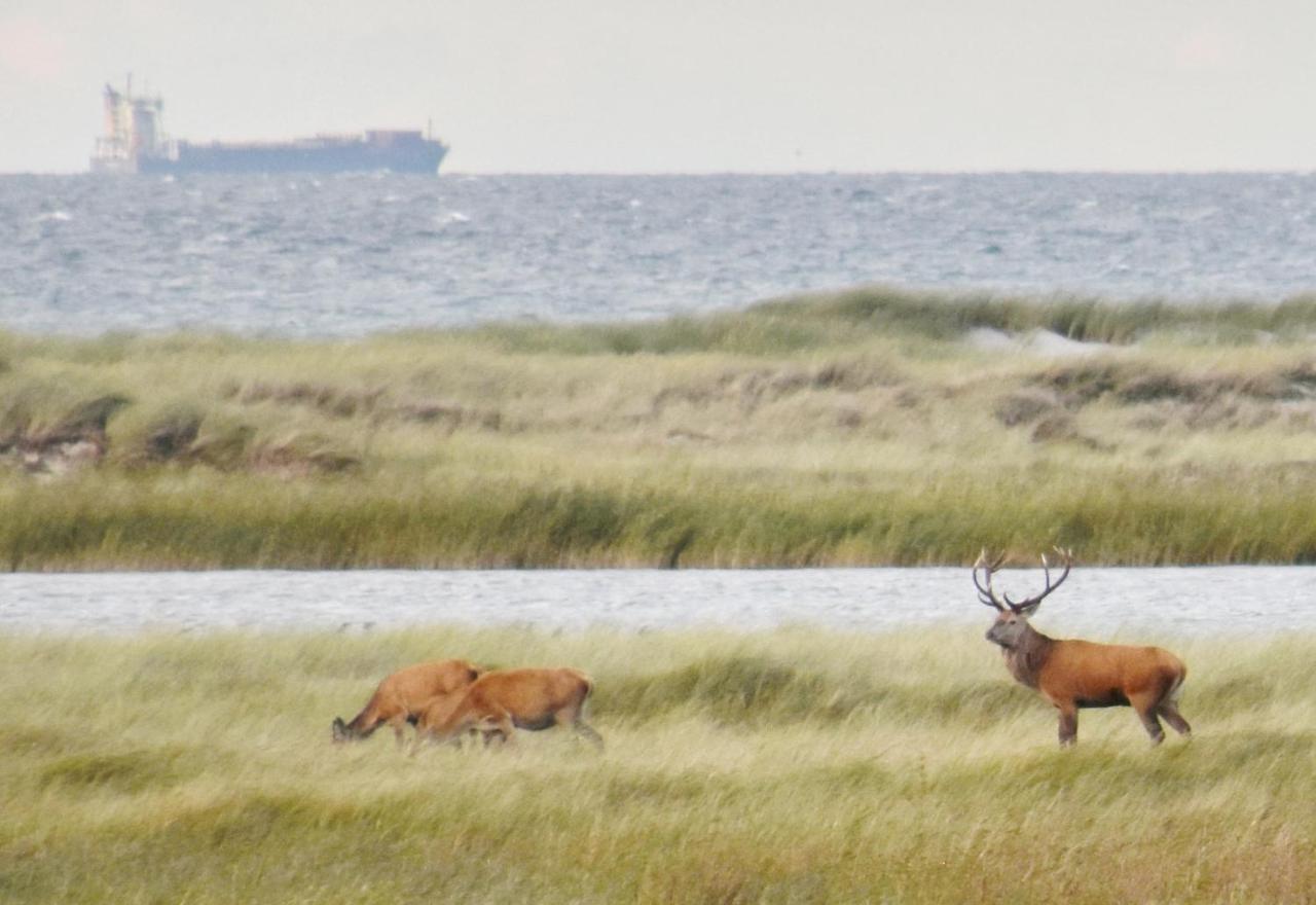 Fewo-Kramm Ostseebad เดียร์ฮาเกิน ภายนอก รูปภาพ